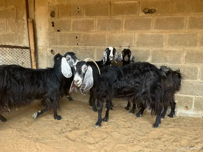 معزا عوارض مقاني..تم البيع 3