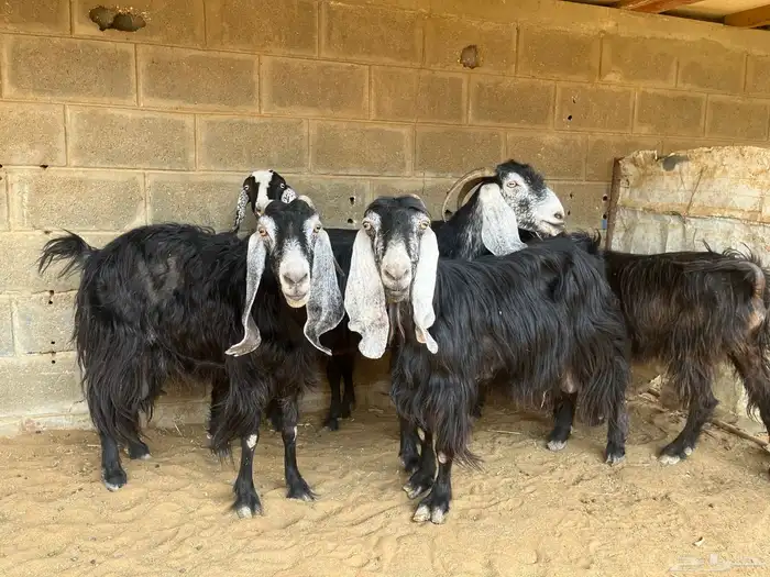 معزا عوارض مقاني..تم البيع 6