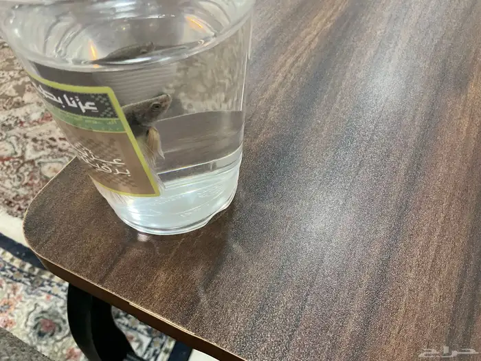 سمك ليوم وطني فايتر 3