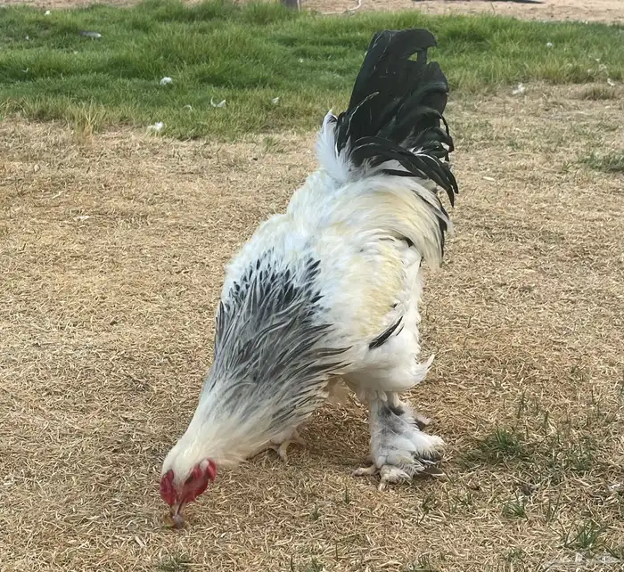 براهما العدد تقريبا  40 حبه العمر من 7 شهور الى 8 8