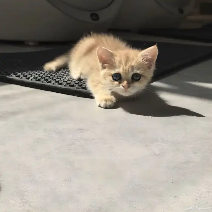 A Royal Luxury Companion Awaits 0