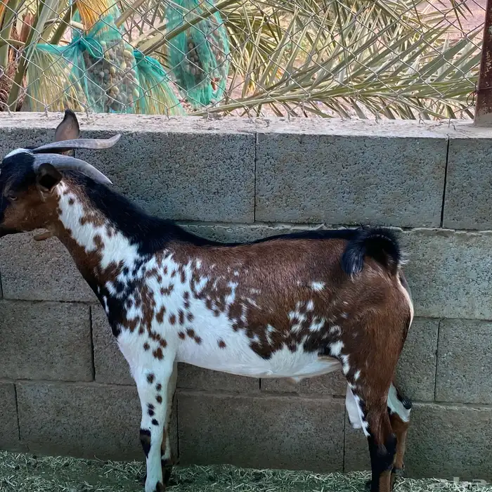 ماعز تيس ولد وعل 4