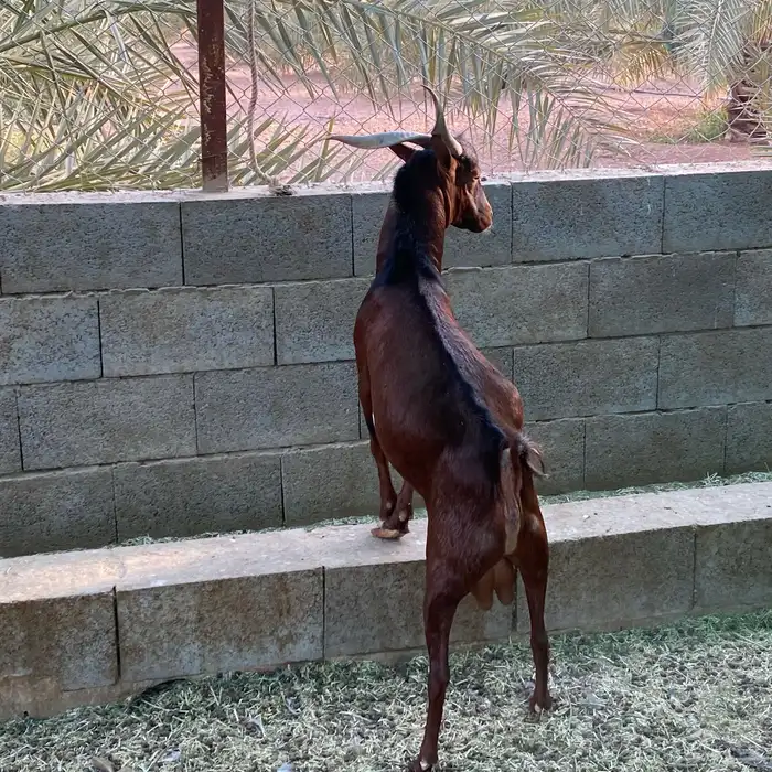 ماعز تيس ولد وعل 3