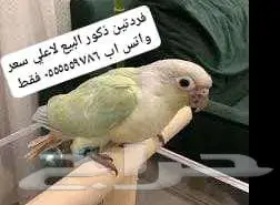 فردات ببغاء طيور كونيور ماشاء الله للبيع 1