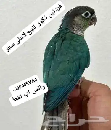 فردات ببغاء طيور كونيور ماشاء الله للبيع 0