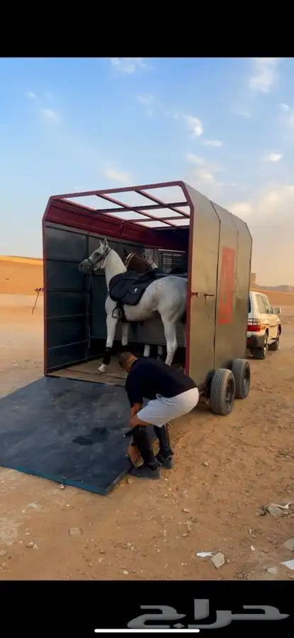 عربه خيل 3 روس 0