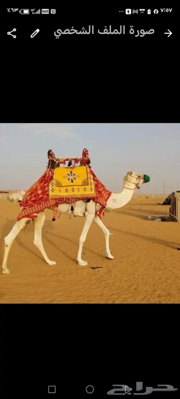 تأجير خيل وسيسي وماعز قزم 1