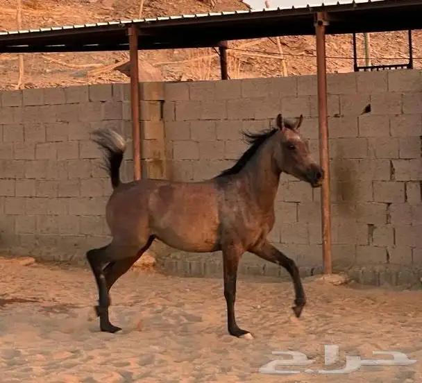 مهره واهو عربي اصيل 5