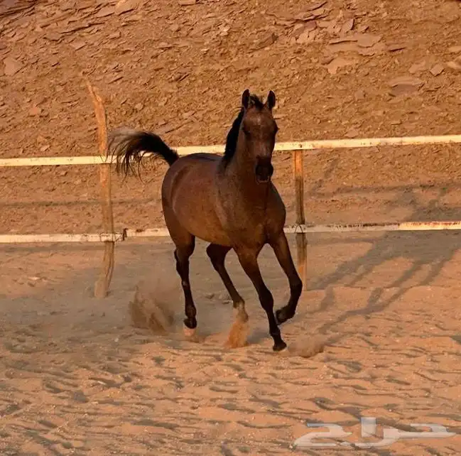 مهره واهو عربي اصيل 4