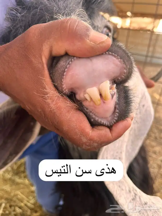 عنزين وتيس 1