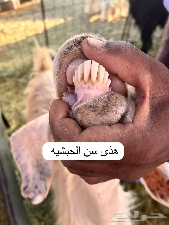 عنزين وتيس 0