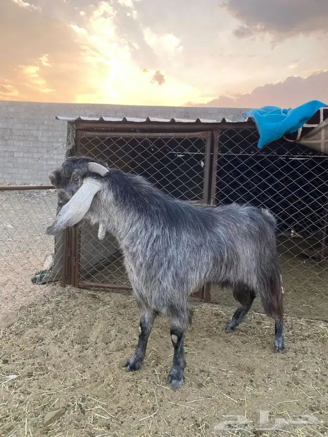 تيس فحل قبرصي صنف الصنف 0