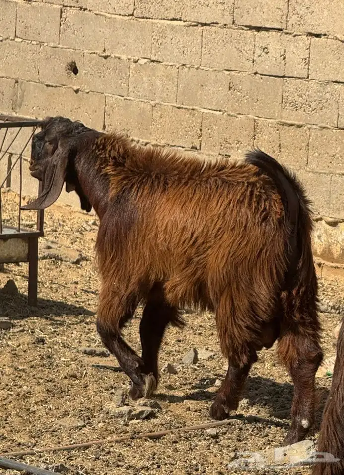 للبيع مشروع فحل تيس مصري بشامي 0