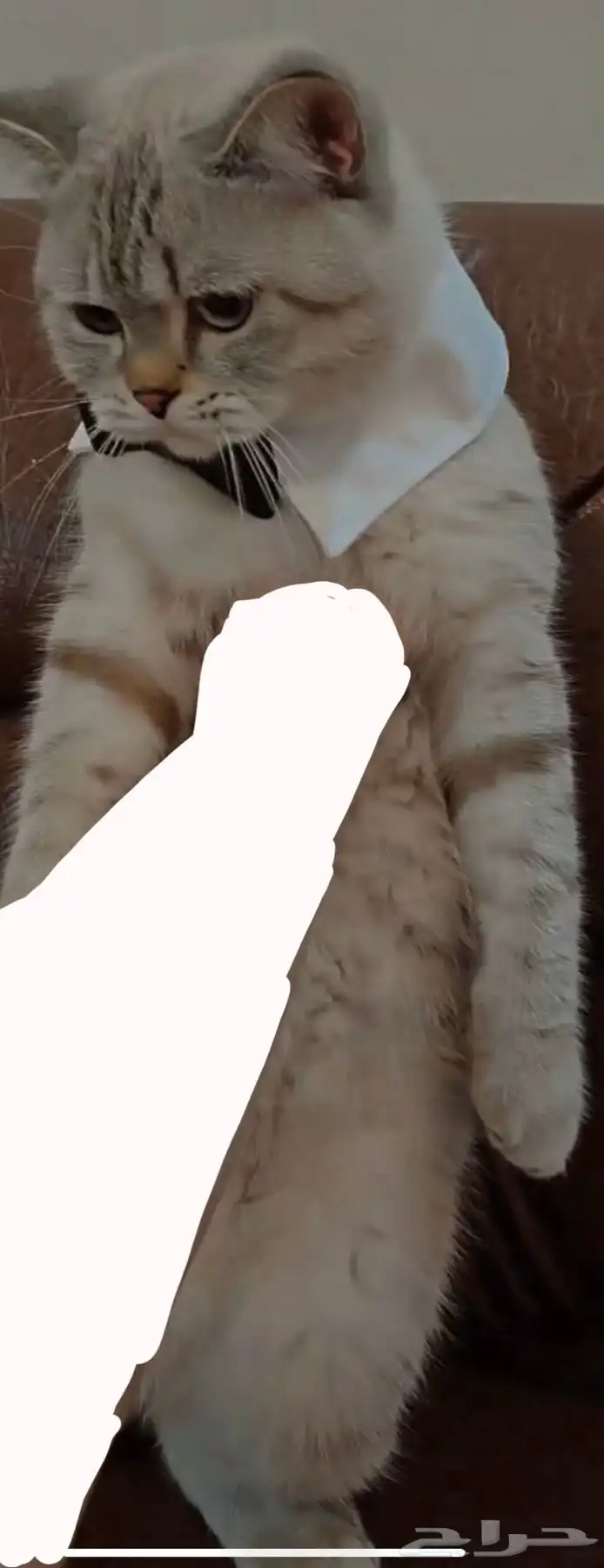 قط بريتش للبيع 1