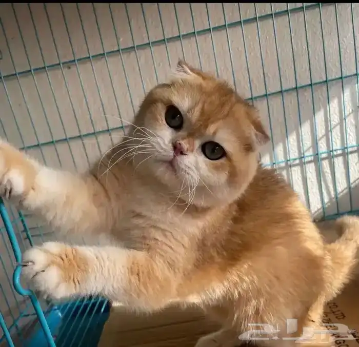 عرض للتجار والمهتمين بالإنتاج قطط مستوردة ومسجلهWCF 0