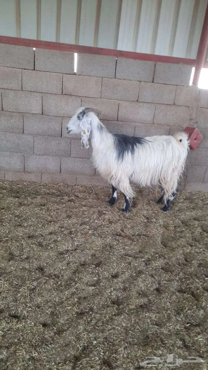 عدد 20 معزا عوارض 4