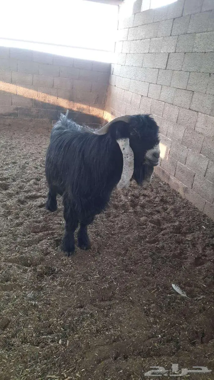 عدد 20 معزا عوارض 0