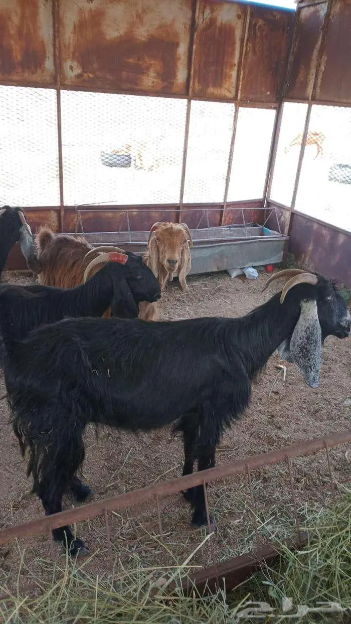 معزاء عوارض 0