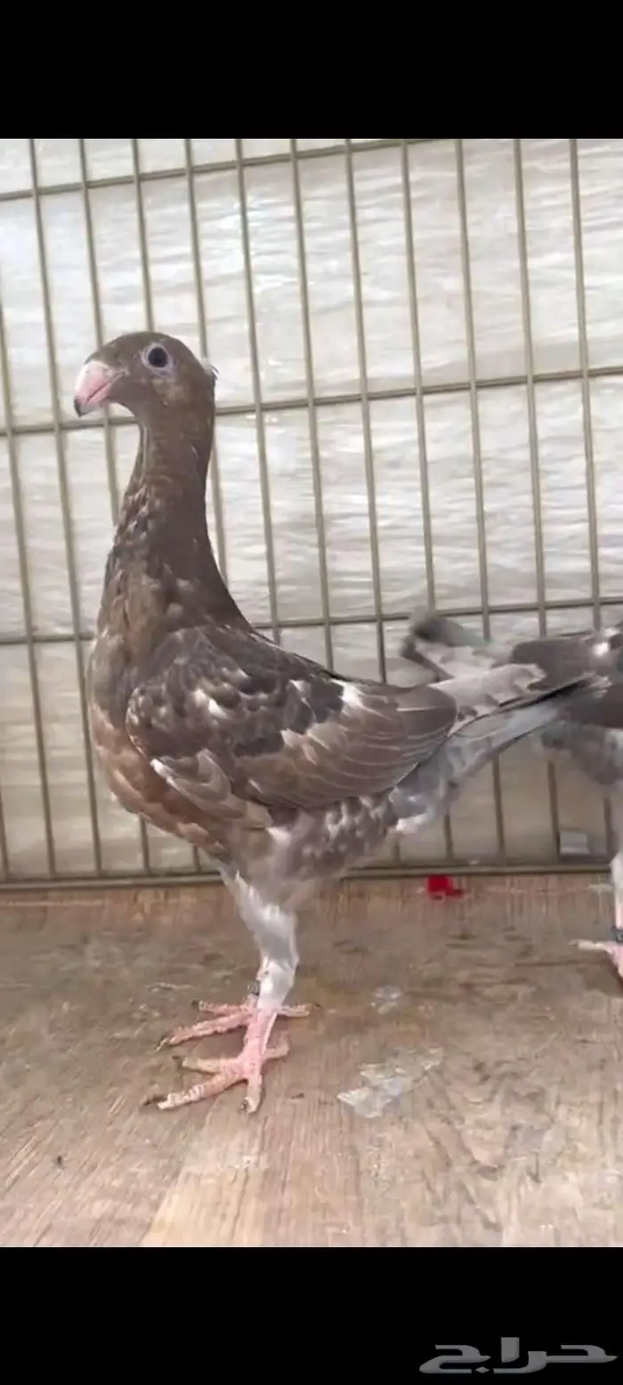 طبه هومر براون 1