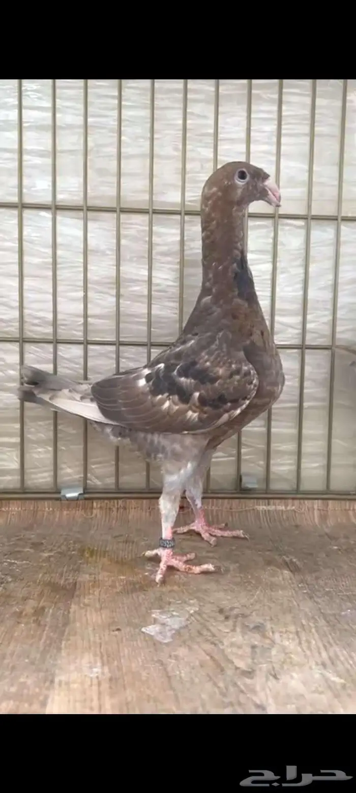 طبه هومر براون 0
