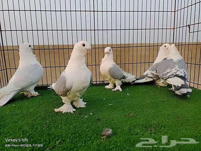 حمام ستنايت 0