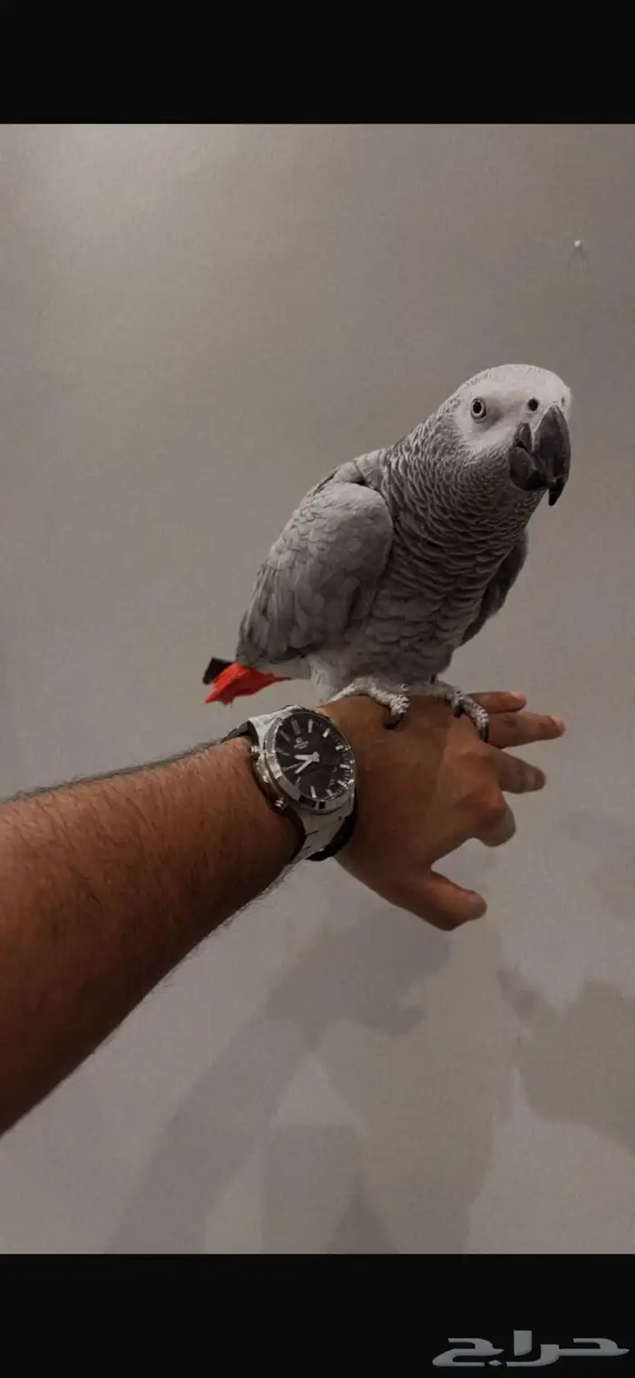كاسكو متكلم بطلاقه 3