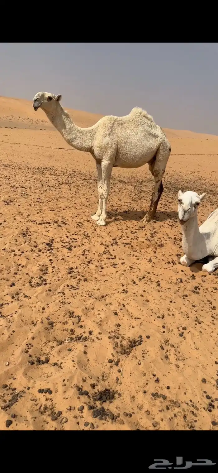 قعود باتلي 1