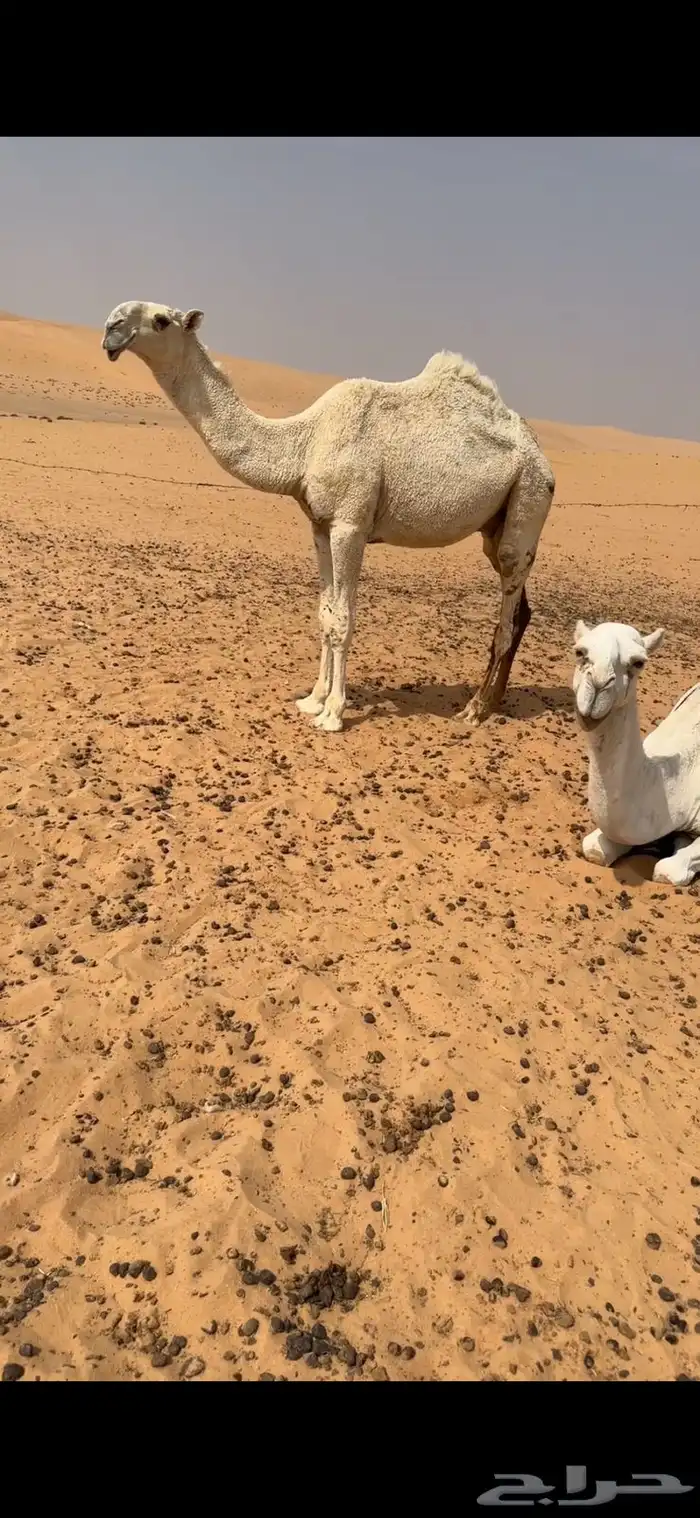 قعود باتلي 0