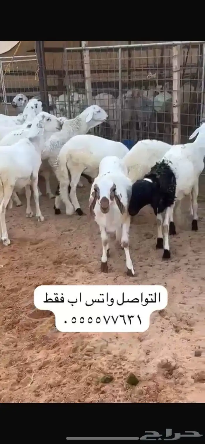غنم 0