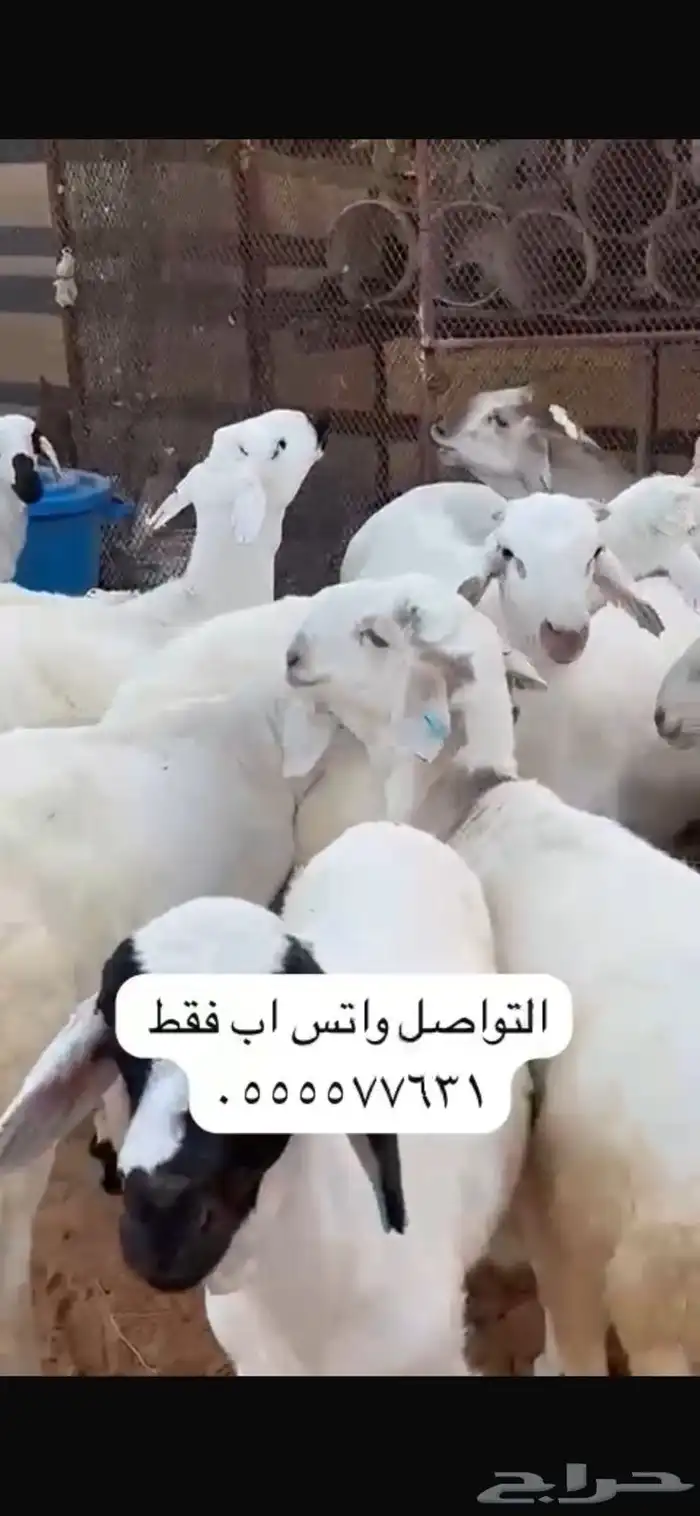 غنم 1