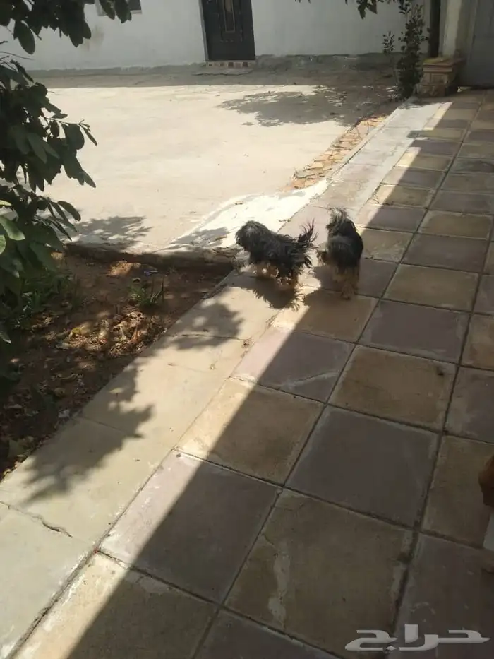 مكة   جدة   الطايف   الهدا 2