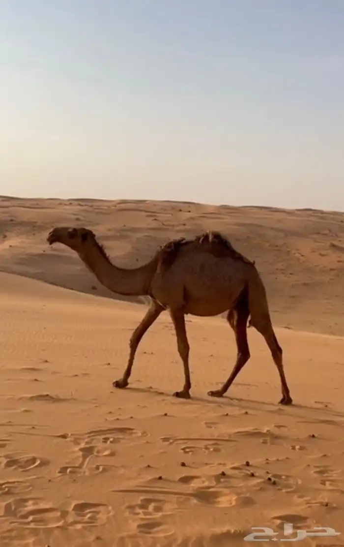للبيع بعير عوني انتاجه طيب 1