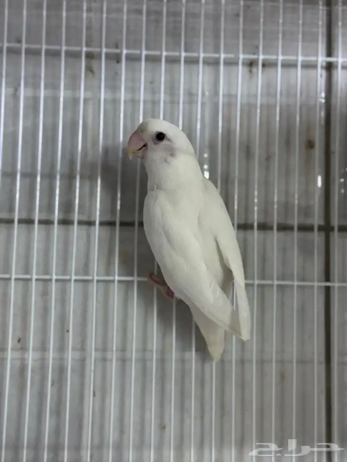 للبيع نفيه روز البينو 1