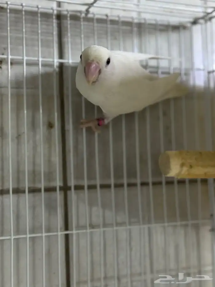 للبيع نفيه روز البينو 0