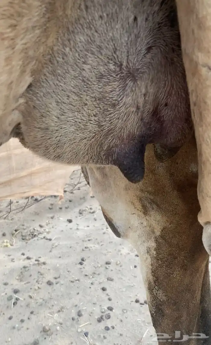 ملاقي ع ولاد 6