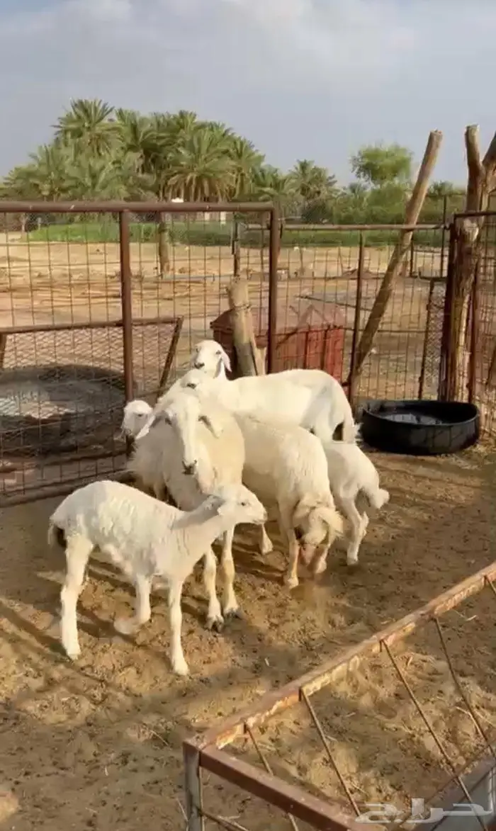 ضان حريات خلفات للبيع 4
