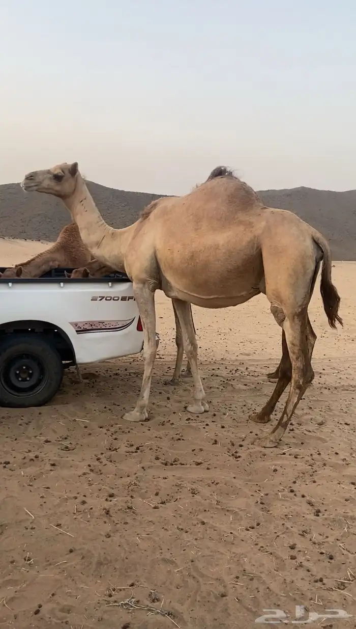 ملاقي ع ولاد 0