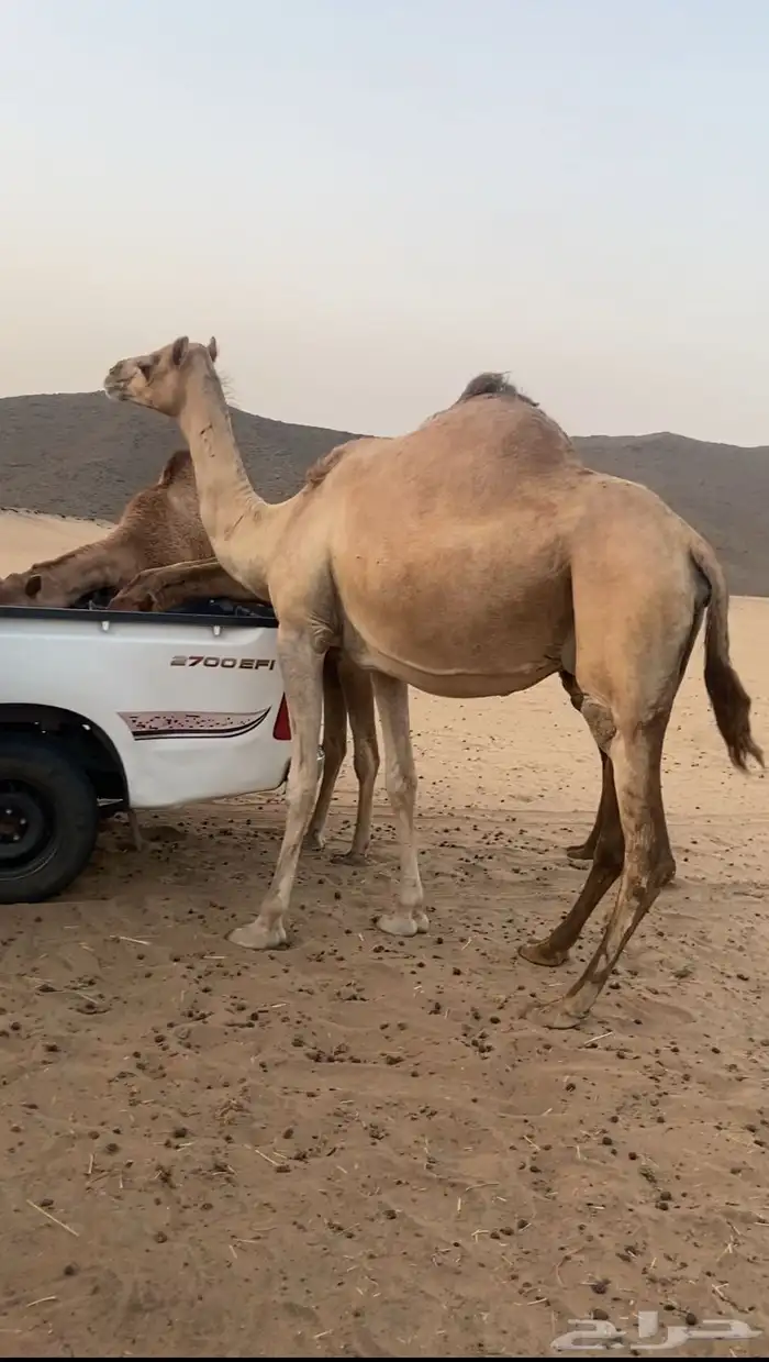 ملاقي ع ولاد 3