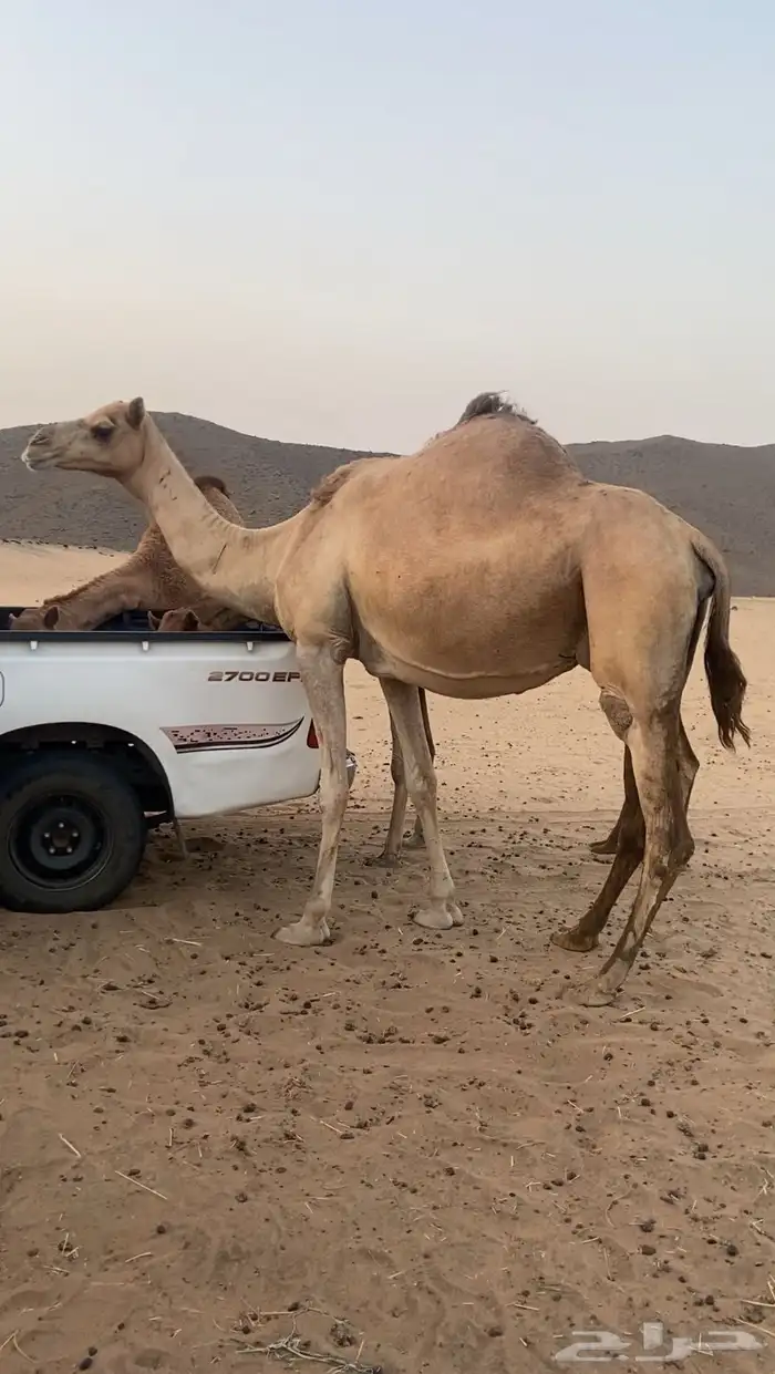 ملاقي ع ولاد 5