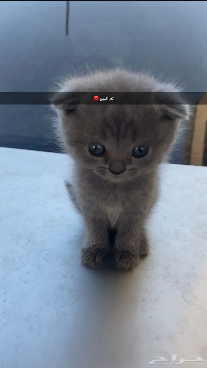 زوج سكوتش فولد بيور مستوى عالي دم صافي 2