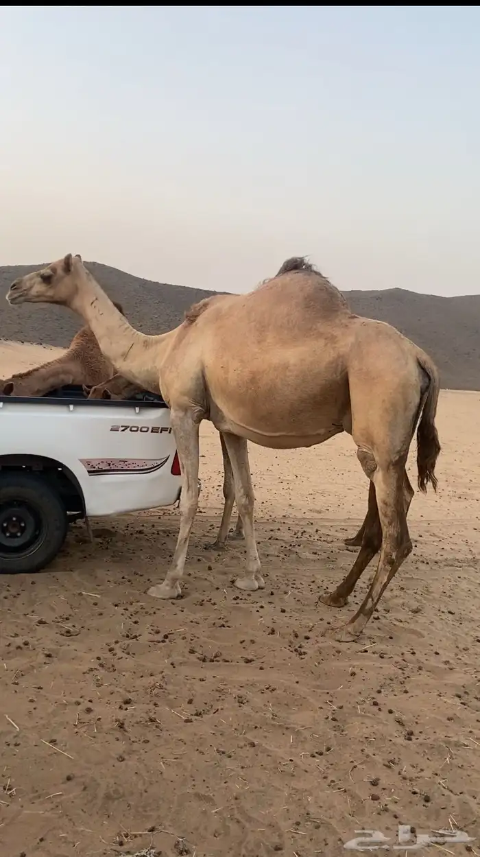 ملاقي ع ولاد 2