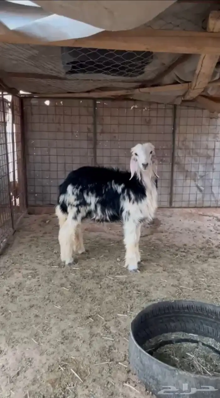 طلي نجدي 0