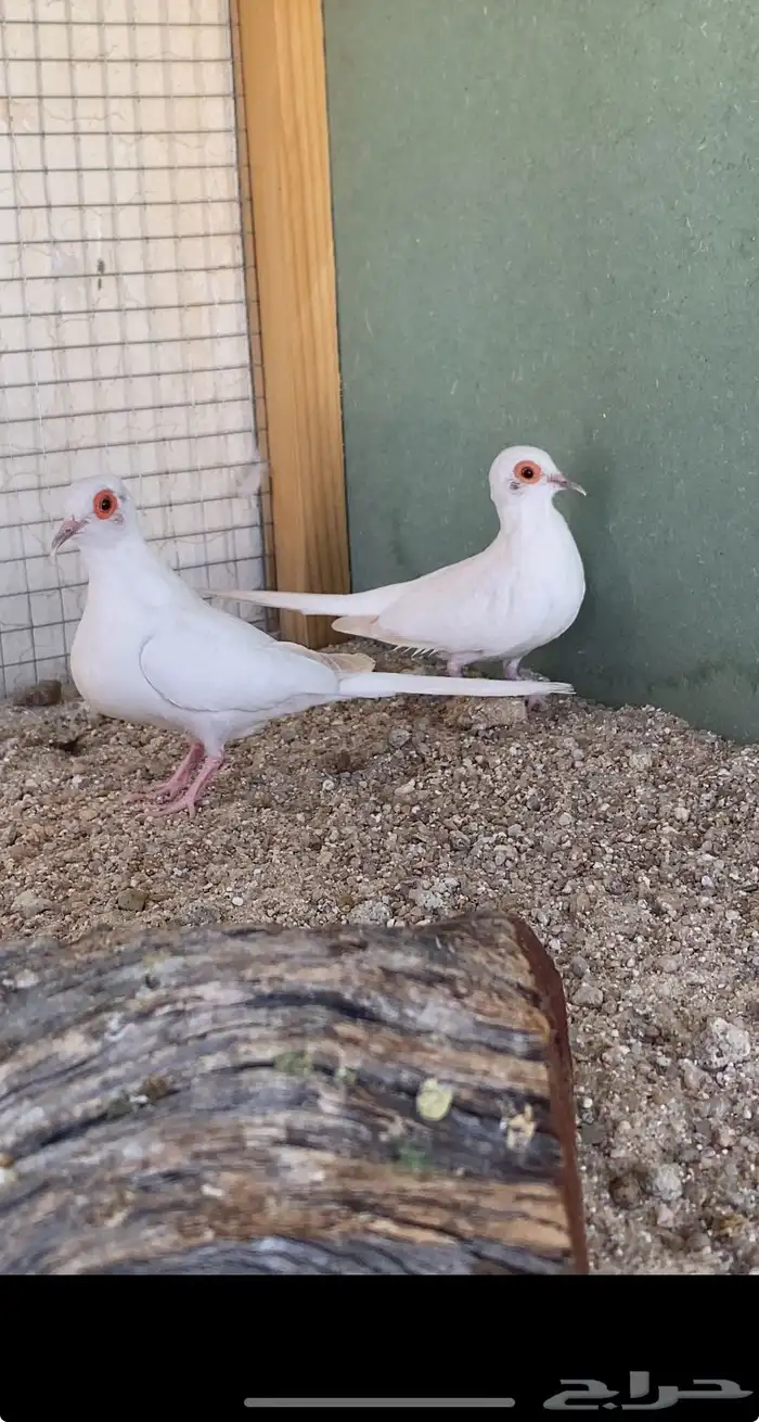 للبيع جواز يمام سن وايت منتج من النوادر 2