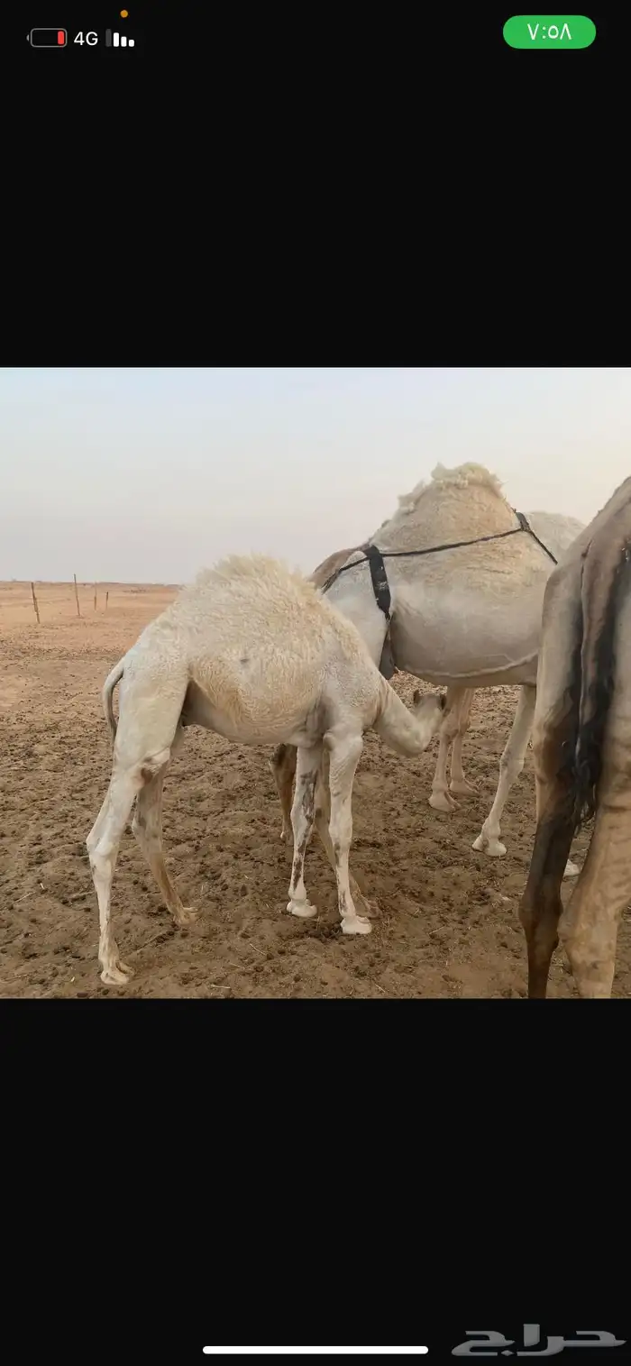 قعود 0