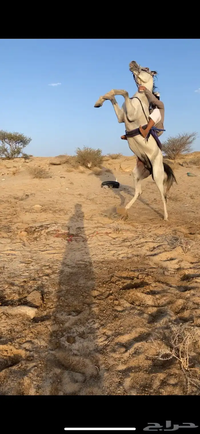 حصان كفو للبيع وسبوق سليم على شرط الحد 3000لايجي الا صامل 1