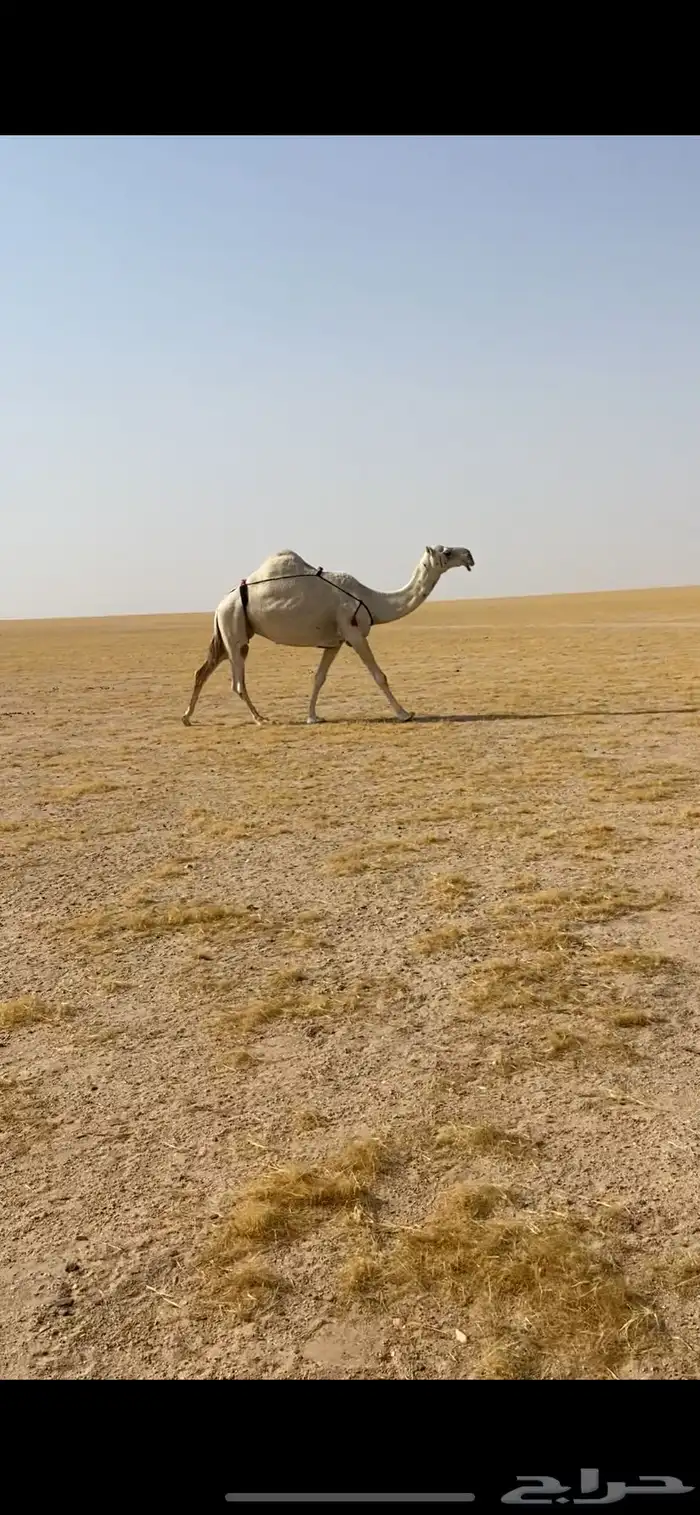 لقحه 0