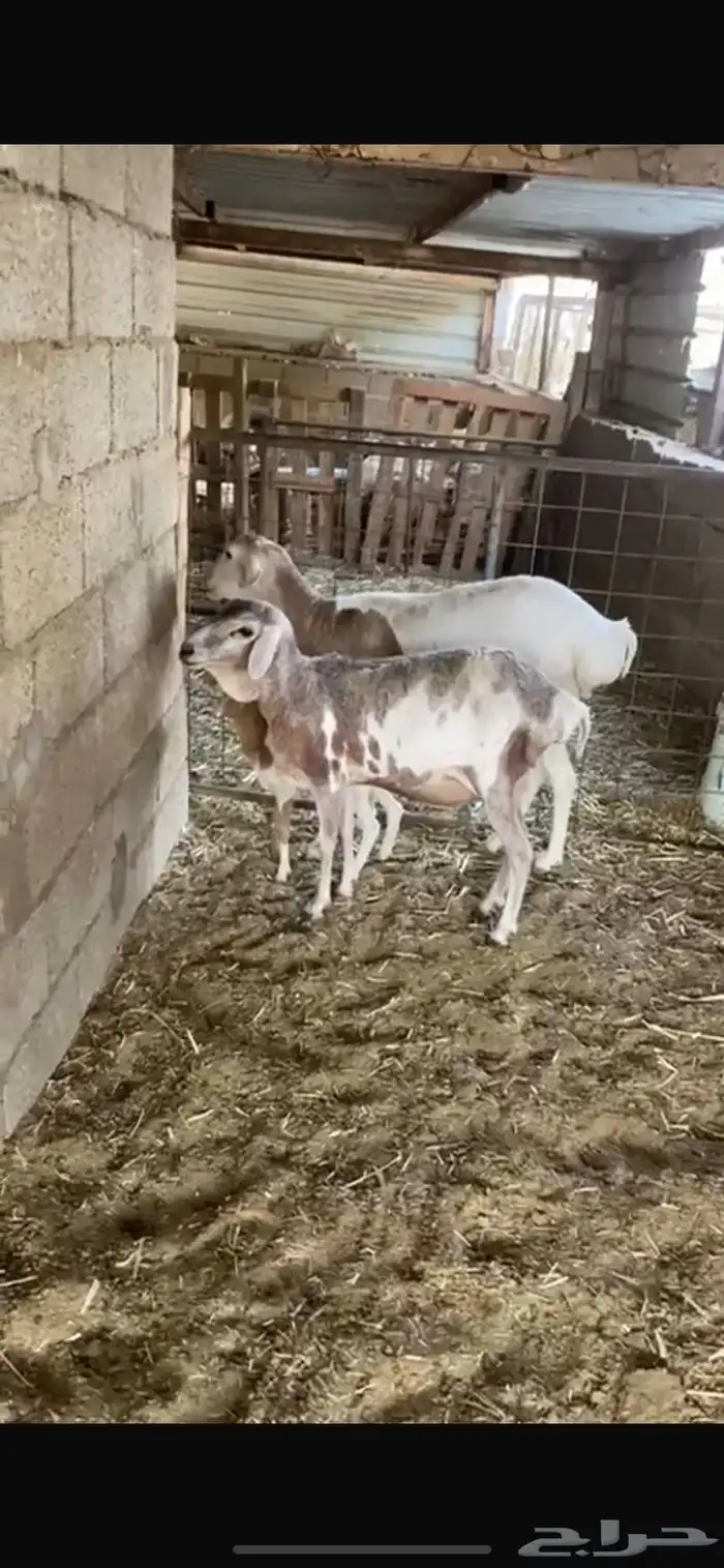 شياة برابر طيبة 2