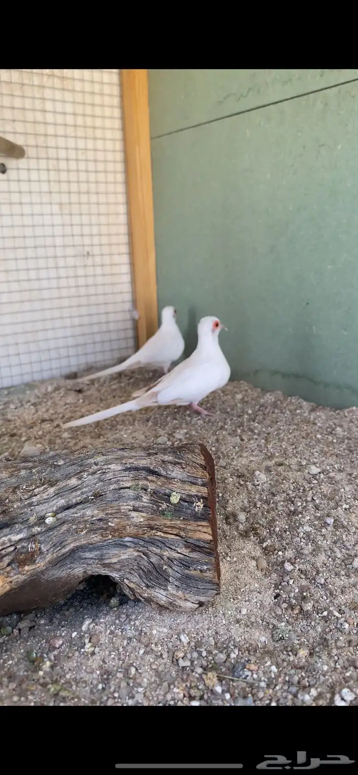 للبيع جواز يمام سن وايت منتج من النوادر 4