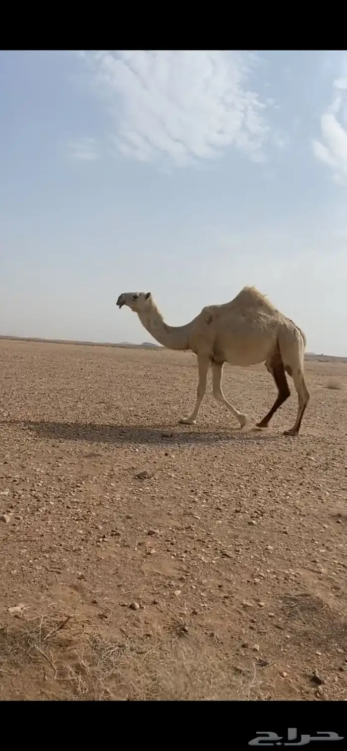 بكر باتليه لقحه كفو للبيع 1