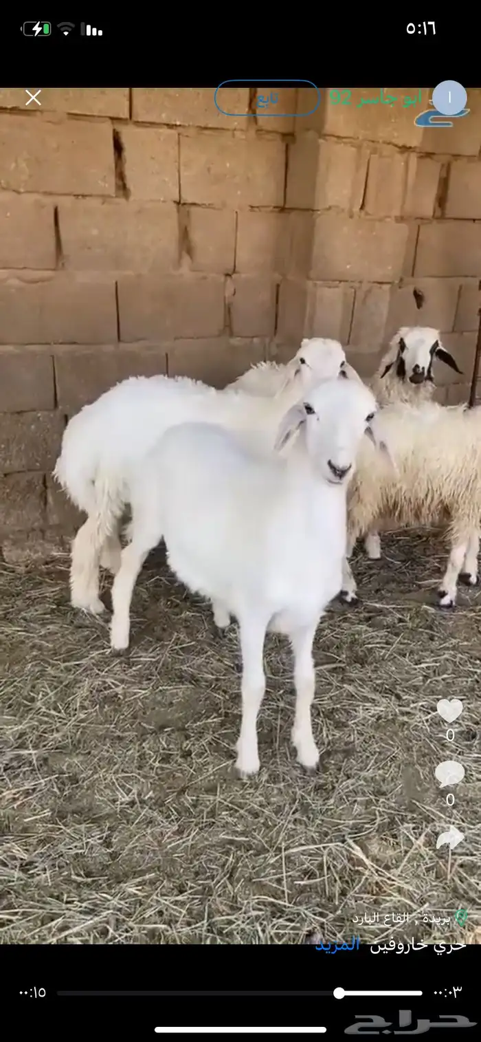 حري خاروفين 0